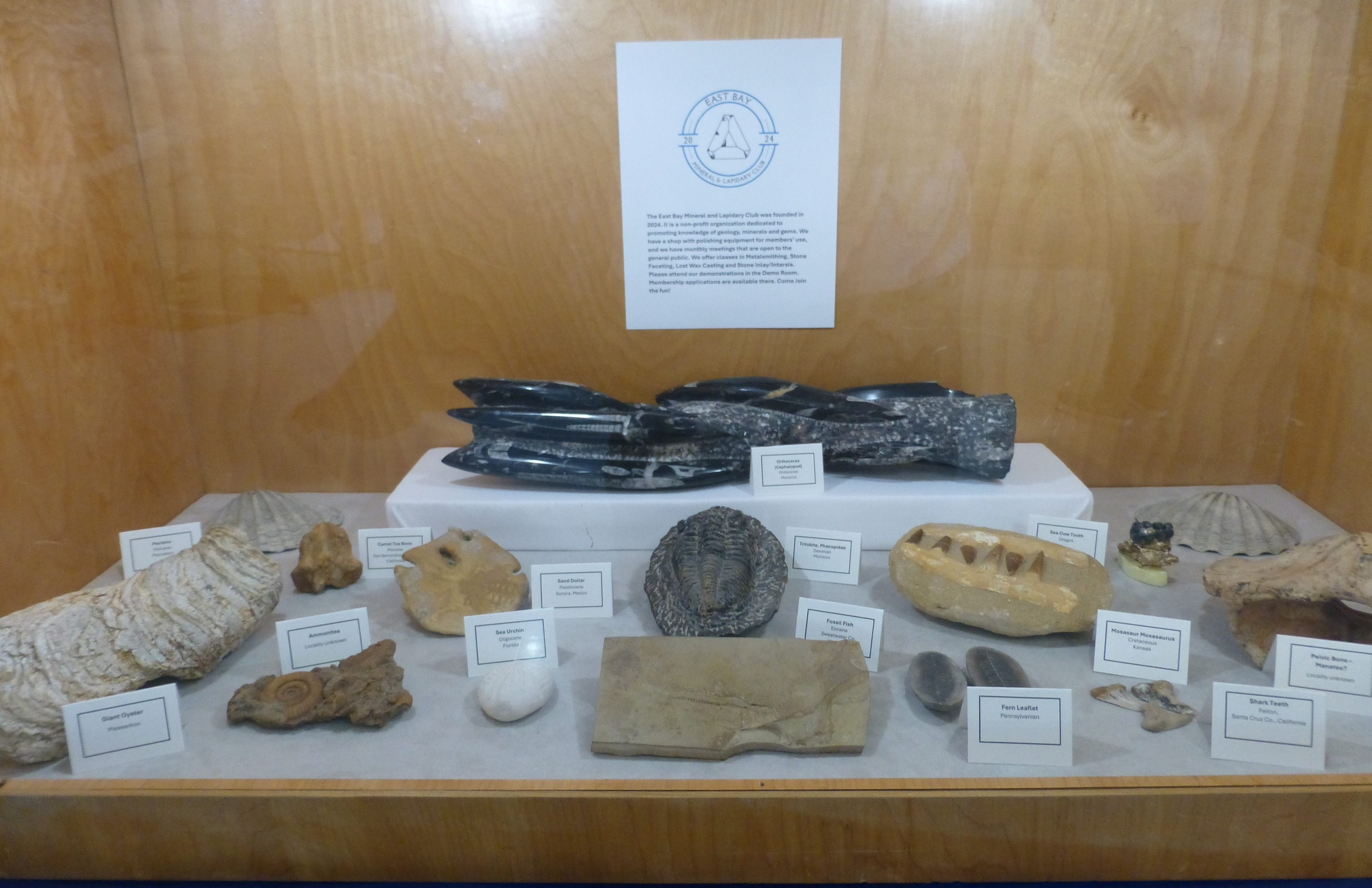 Club Fossil Display case