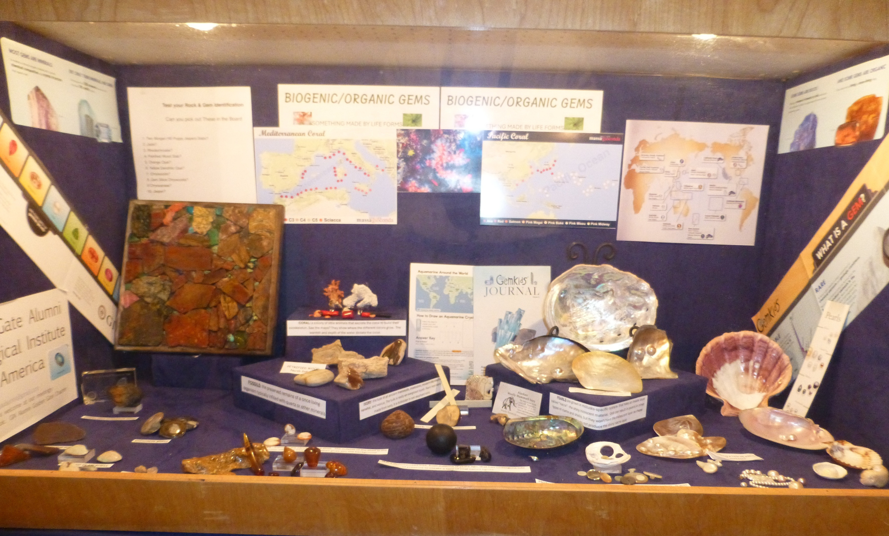 Starla Turner's Biogenic Gems Display Case.